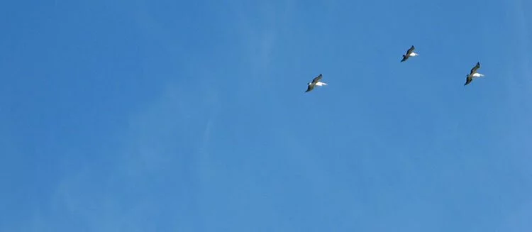 Coastal wildlife -- pelicans at St Leonards Golf Course